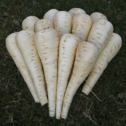 Pasternak Palace F1 25 tyś primed ST